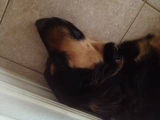 Duchess - Berger Allemand (1 an)