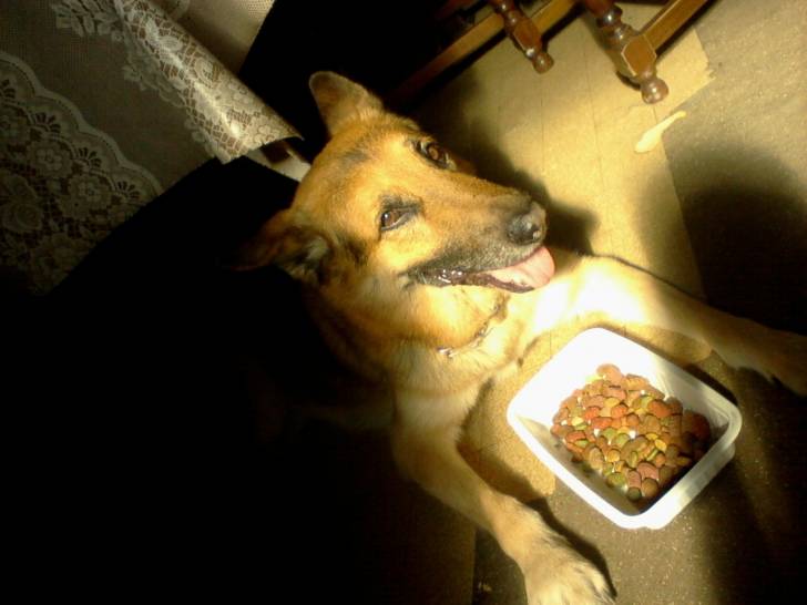 Champion - Berger Allemand Mâle (8 ans)