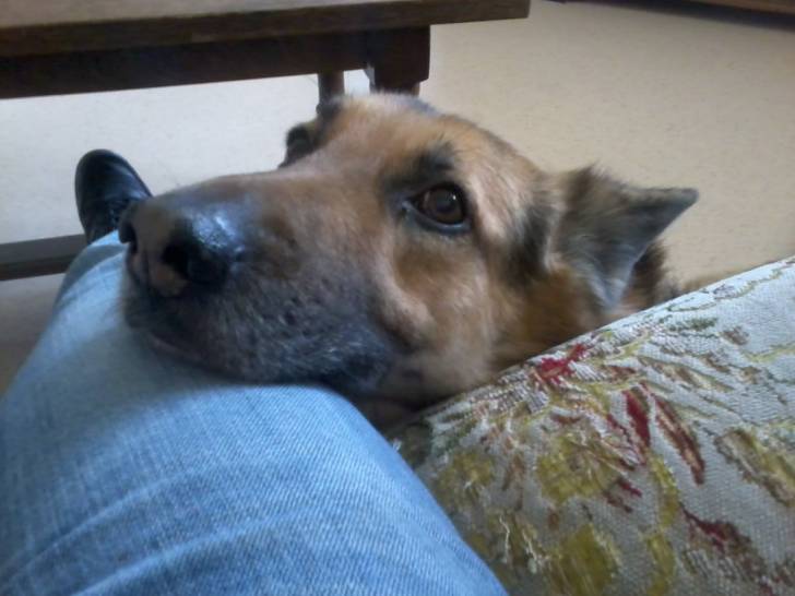 Champion - Berger Allemand Mâle (8 ans)