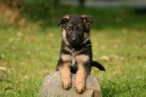 Rex - Berger Allemand Mâle (5 mois)