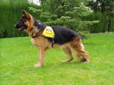 In Memory of Duke - Berger Allemand Mâle (6 ans)