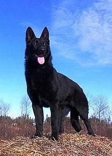 tomi - Berger Allemand Mâle (3 ans)