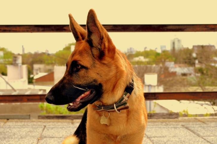 Dolly - Berger Allemand (2 ans)