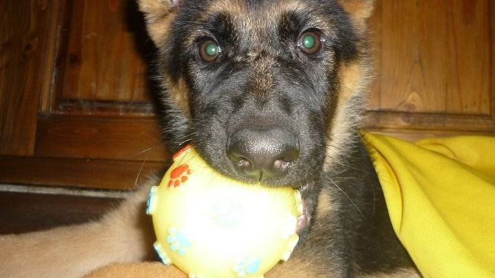 DoLlY - Berger Allemand (2 ans)