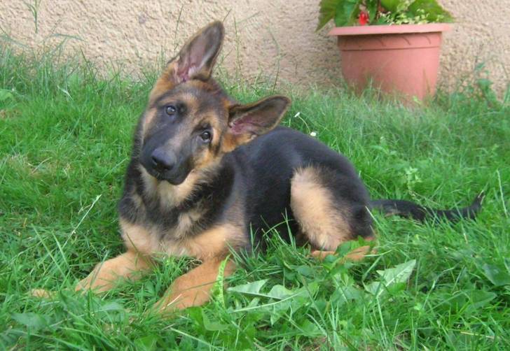 didjie chiot - Berger Allemand