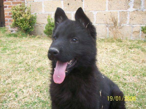 tomi (chikito) - Berger Allemand Mâle (3 ans)