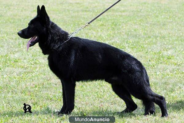 tomi - Berger Allemand Mâle (3 ans)
