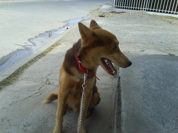 Fredo - Berger Allemand Mâle (2 ans)