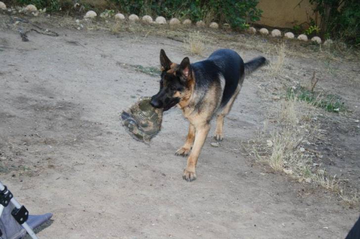 fly des scorpions intrepides - Berger Allemand (2 ans)