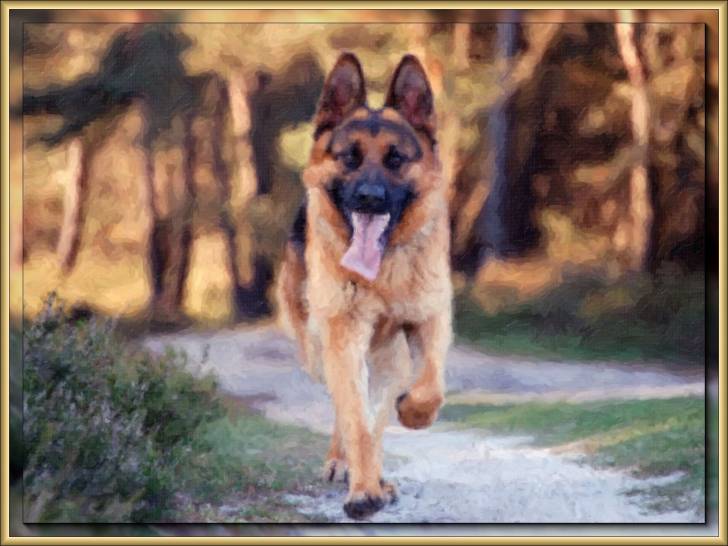 Ricky al paseo - Berger Allemand
