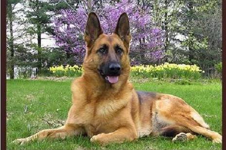 sasha - Berger Allemand (3 ans)