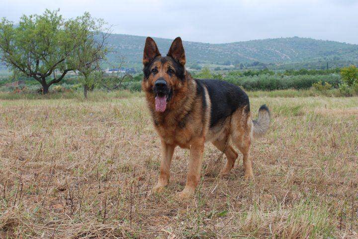 argos - Berger Allemand Mâle (7 ans)