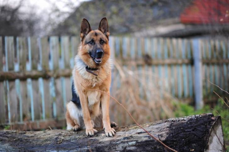 Colin cuando era mas joven - Berger Allemand Mâle (4 ans)