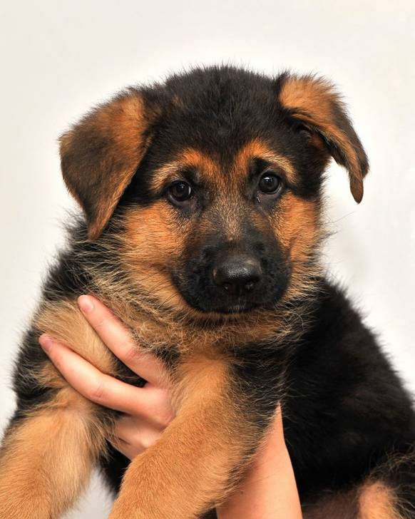 Brus - Berger Allemand Mâle (11 mois)