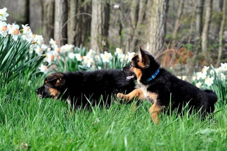 Deux chiots Berger Allemand qui jouent dans l'herbe