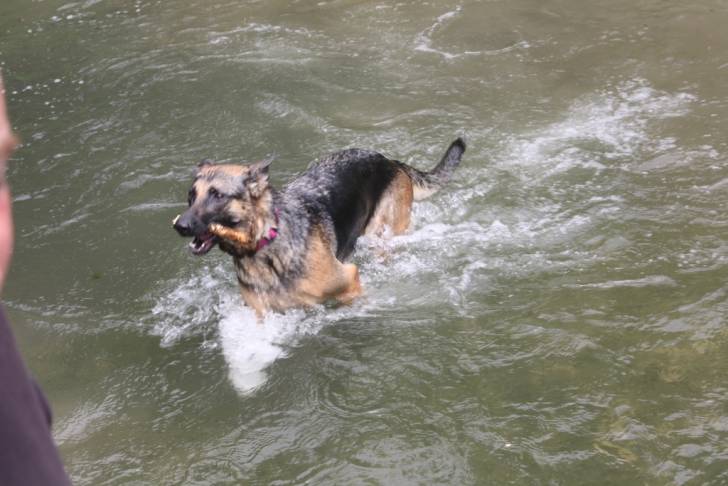 fiona - Berger Allemand (2 ans)
