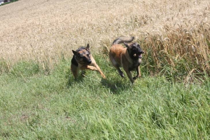 fiona et hasko - Berger Allemand (2 ans)