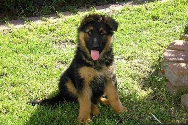 Timmy - Berger Allemand Mâle (4 mois)