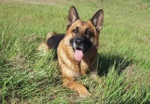 bobby - Berger Allemand Mâle (5 ans)