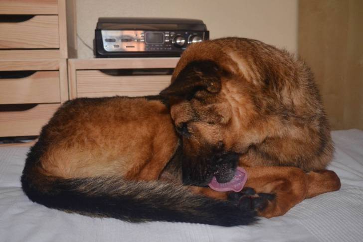 Bruma - Berger Allemand (4 ans)