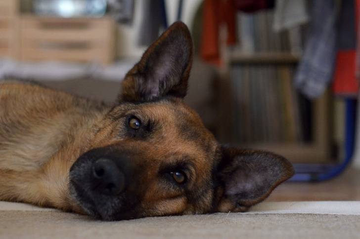 Bruma - Berger Allemand (5 ans)