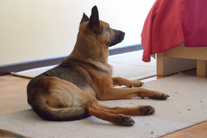 Bruma - Berger Allemand (5 ans)