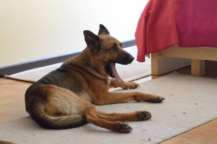 Bruma - Berger Allemand (5 ans)