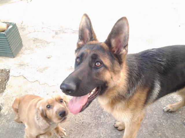 Leo - Berger Allemand Mâle (2 ans)