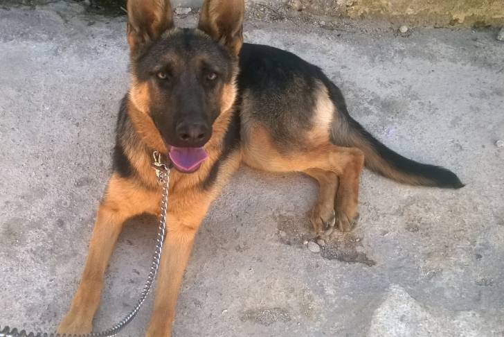 BOLA - Berger Allemand (9 mois)