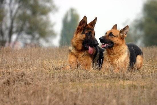 NIKITA - Berger Allemand (7 ans)