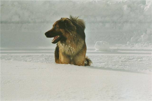 Titox - Berger Allemand Mâle (3 ans)