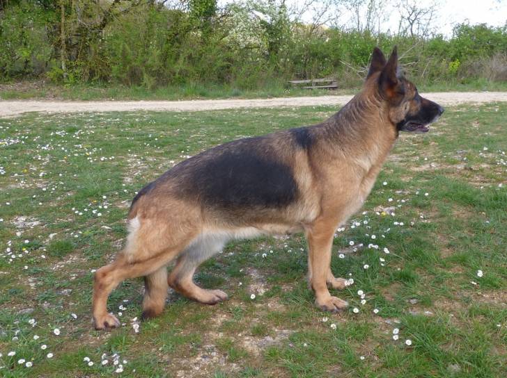 Didjie - Berger Allemand (6 ans)