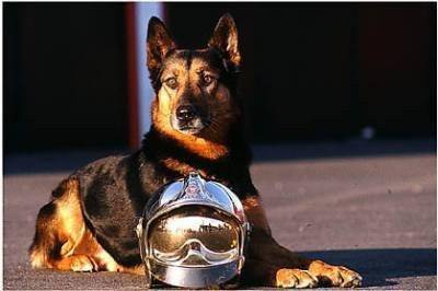 Max - Berger Allemand Mâle (2 mois)