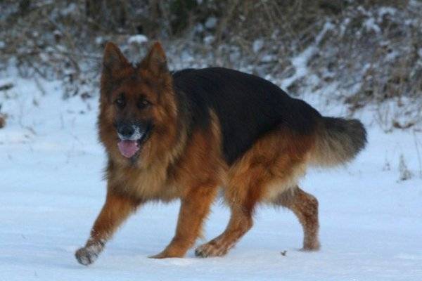 delgado - Berger Allemand Mâle (6 ans)