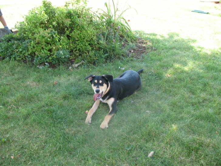 Mika - Berger Allemand (1 an)