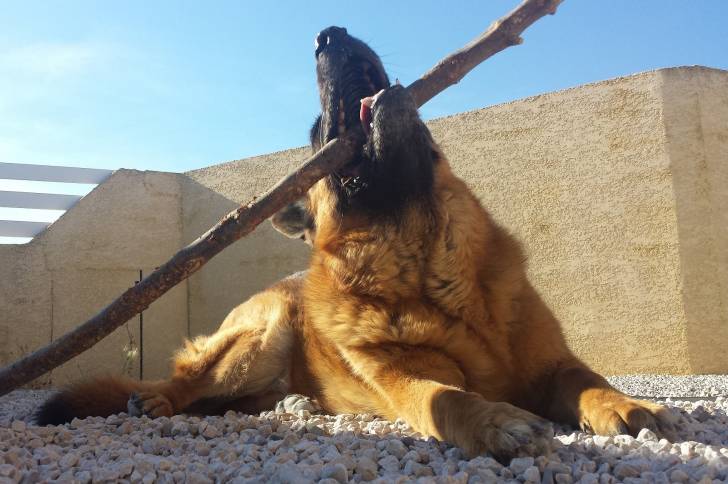 Cador - Berger Allemand Mâle (8 ans)