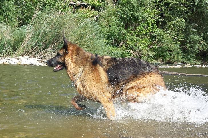 Cador - Berger Allemand Mâle (8 ans)