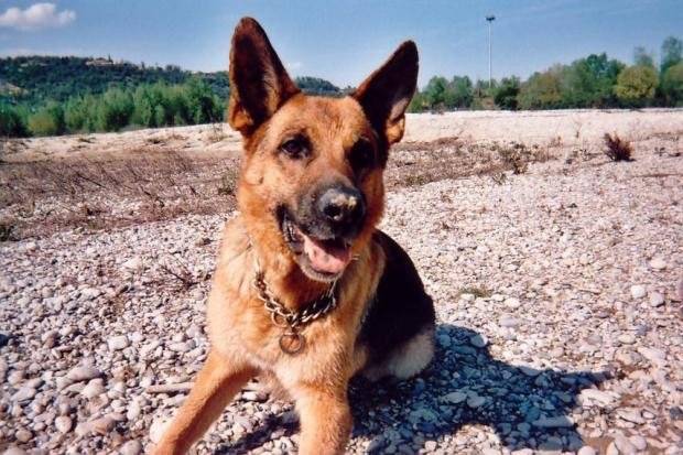 berger allemand - Berger Allemand