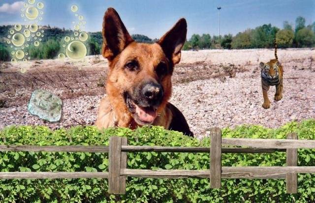 berger allemand , black - Berger Allemand