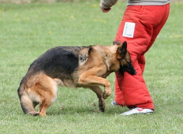 Didjie concour ring - Berger Allemand (2 ans)