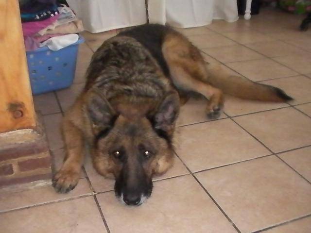 REX berger allemand - Berger Allemand