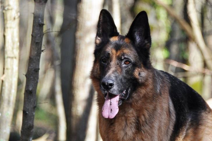 Berger allemand - Berger Allemand