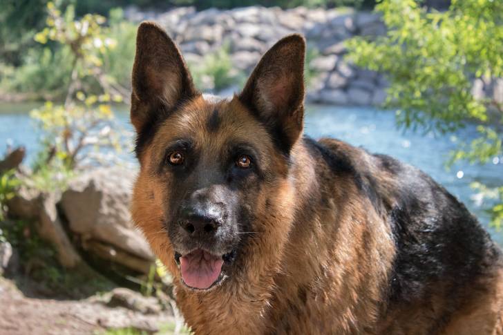 Cador - Berger Allemand Mâle (10 ans)