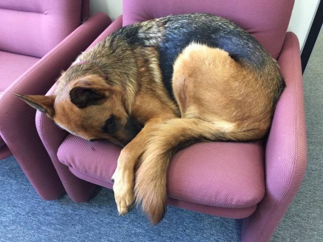 Nalah - Berger Allemand (2 ans)