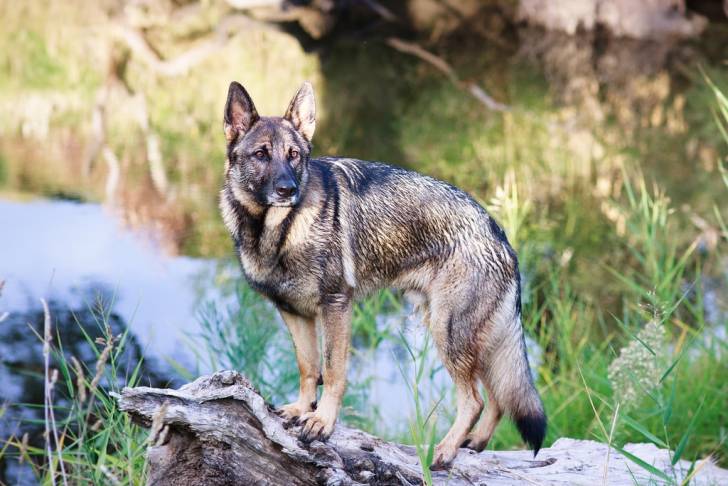 Un Berger Allemand mouillé qui se tient au bord de l'eau
