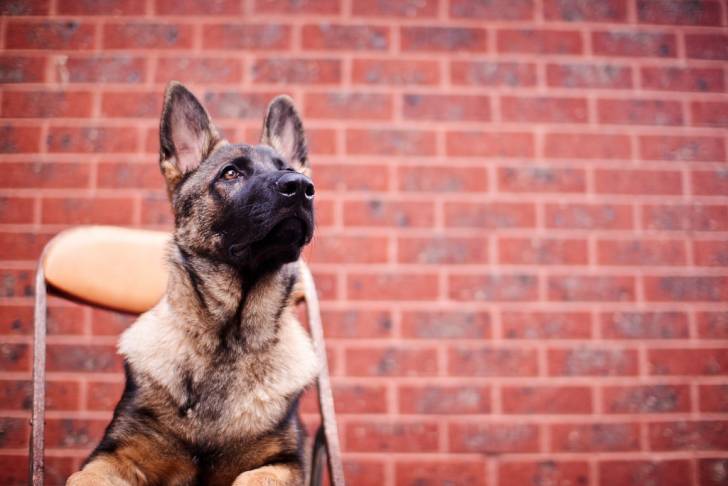 Un jeune Berger Allemand assis sur une chaise