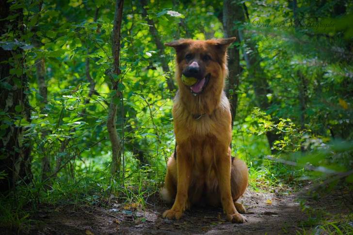Un Berger Allemand assis avec une balle dans la gueule