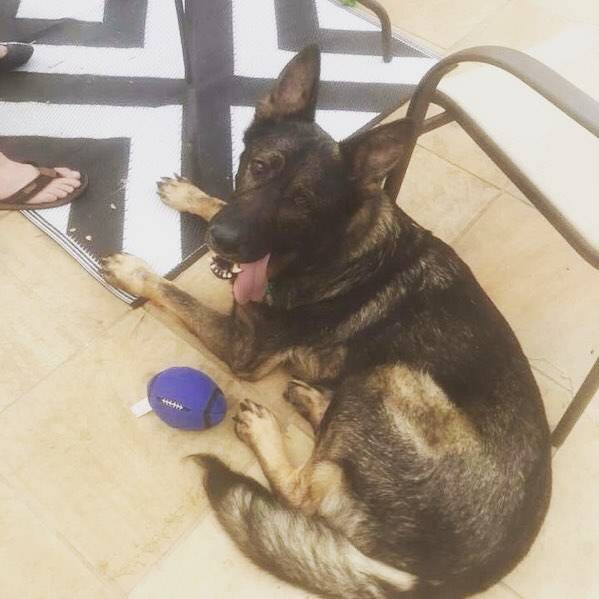 Smithy - Berger Allemand Mâle (3 ans)