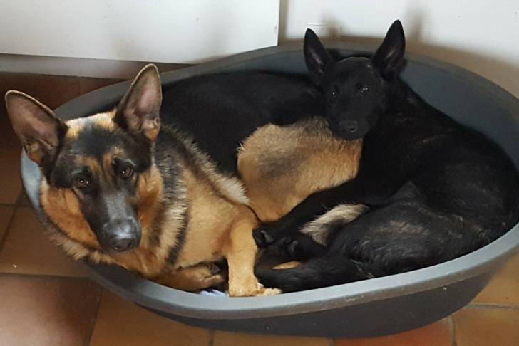 Laika - Berger Allemand (4 ans)