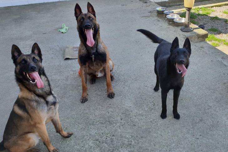 Horson, magnum, Nelly, laika - Berger Allemand (4 ans)